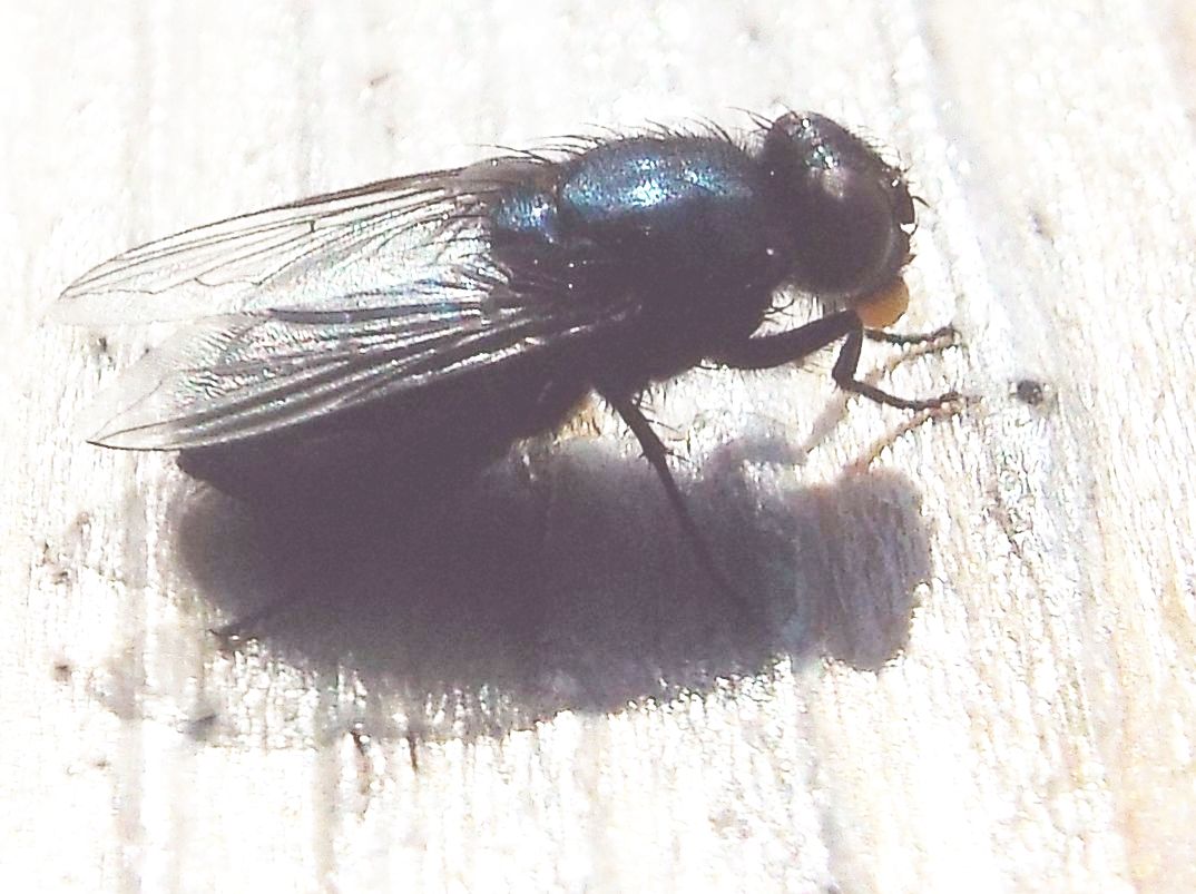 Calliphoridae:  cfr.  Protophormia terraenovae